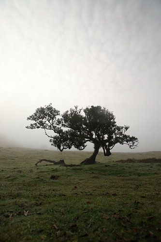 Mornings in Madeira