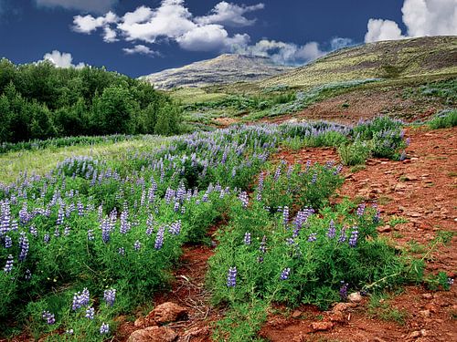 Bloeiende lupine op IJsland