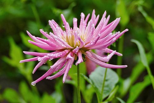 Rosée du Matin Sur Dahlia Rose - Macro Botanique