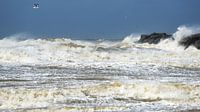 Seagull at storm