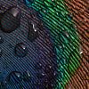 Pauwblauw: Het oog van een pauwenveer met druppels van Marjolijn van den Berg