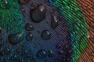 Pfauenblau: das Auge einer Pfauenfeder mit Tropfen von Marjolijn van den Berg Miniaturansicht