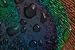Pfauenblau: das Auge einer Pfauenfeder mit Tropfen von Marjolijn van den Berg