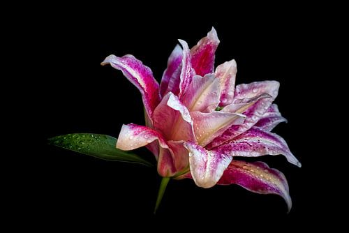 Lovely Lily
