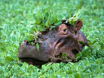 Hippopotamus van Peter Geraerdts Wildlife Photography