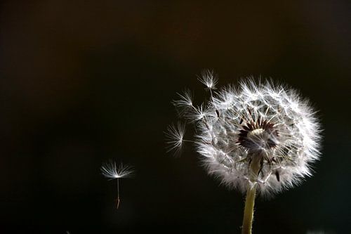 Dandelion