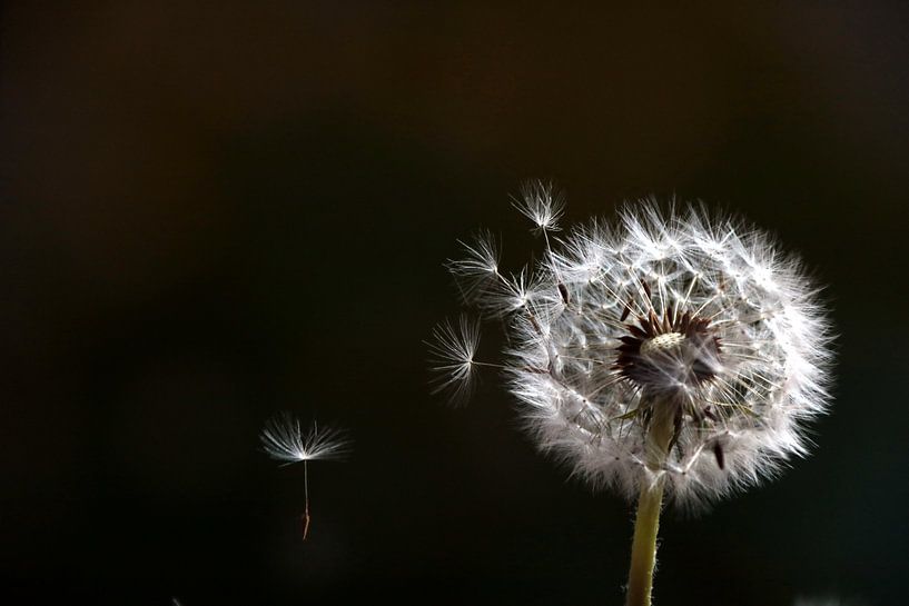 Dandelion van Chantal Tamming