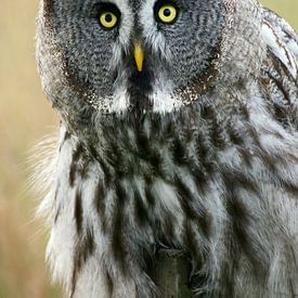 Laplanduil van Bianca Arkesteijn