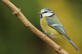 Pimpelmees op tak. van cindy kuiphuis