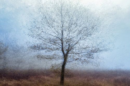 Wolfhezerheide part 63