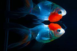 Goldfish by Art Indi