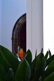 Paradijsbloem met groene bladeren en witte muur op Madeira van Studio LE-gals