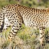 Jagende Cheetah van Linda van der Steen