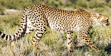 Jagende Cheetah van Linda van der Steen