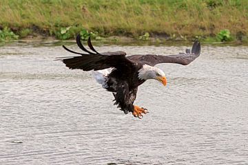 hunting eagle by gea strucks