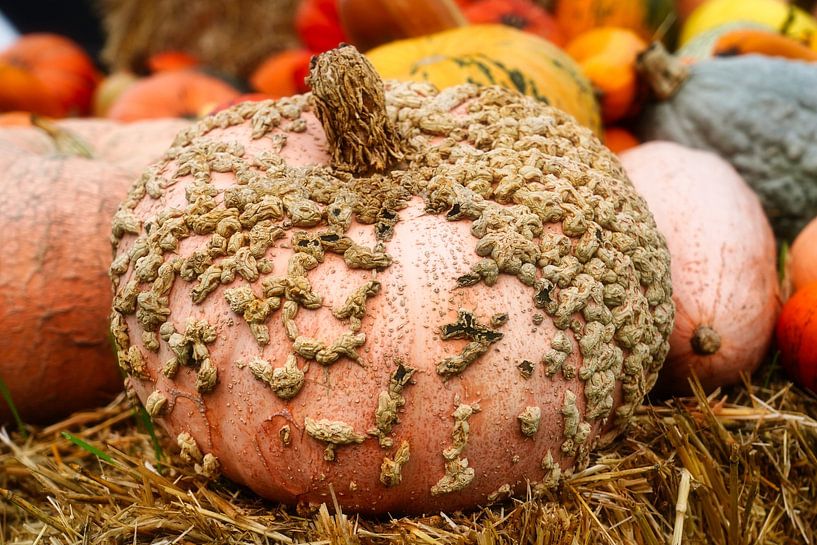 Ein kürbis im Stroh von HGU Foto