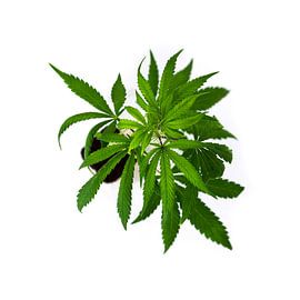 Cannabis Cutting by Poster Art Shop