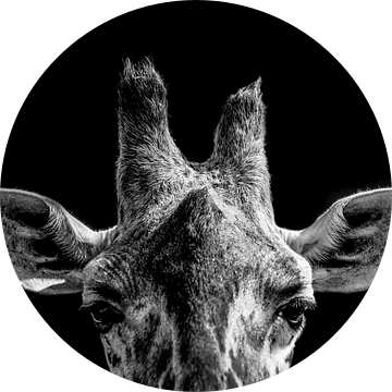 Giraffe close up van Daliyah BenHaim