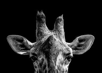 Giraffe close up by Daliyah BenHaim