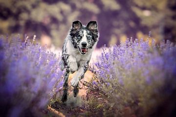 Border Collie in Lavender by Lotte van Alderen