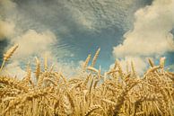 Vintage foto van een korenveld met mooie lucht van Seasons of Holland thumbnail