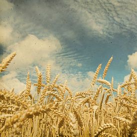 Vintage foto van een korenveld met mooie lucht van Seasons of Holland