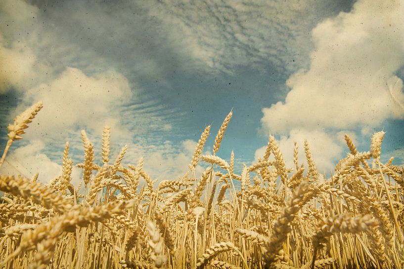 Vintage foto van een korenveld met mooie lucht van Seasons of Holland