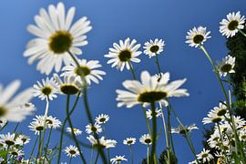 Eine Fläche mit blühenden Gänseblümchen von Claude Laprise