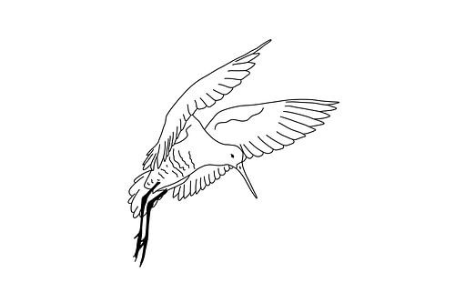 Rotschwanzschnepfe