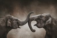 playing elephants