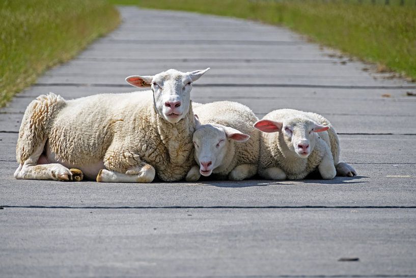 Three sheep look at you by Katrin May