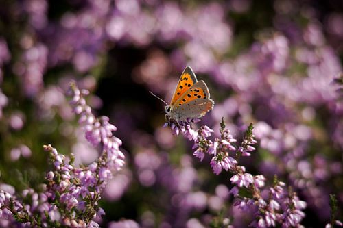 Small Copper