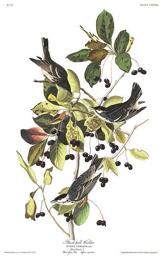 Zwartkopzanger