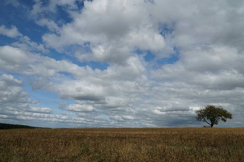 arbre avec des nuages