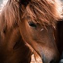 Islandpony im Portrait von swc07 Miniaturansicht