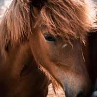 Islandpony im Portrait