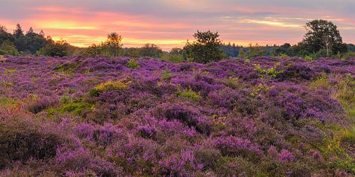 Sunrise and panorama over the purple heather in the Bakkeveen Dune