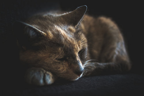 sleeping beauty