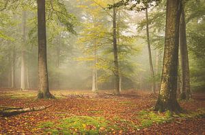 Bosfoto in herfst kleuren van natascha verbij