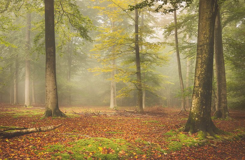 Waldfoto in Herbstfarben von natascha verbij