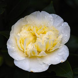 Delicaat pakket van Mike Bing