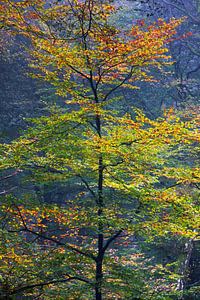 Herbstfunken