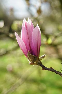 Magnolia sur Antoine Ramakers