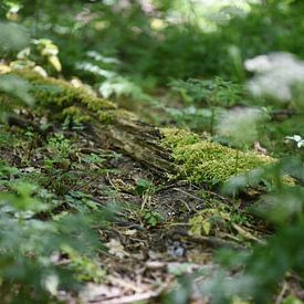 Nahaufnahme in den Dünen von Noordwijk von Maartje Abrahams