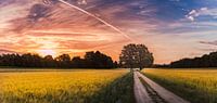 Wheatfield in Laren by Rop Oudkerk thumbnail