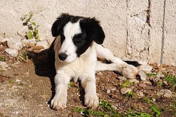 Jonge pup sur Miranda Zwijgers