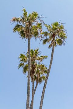 Palm idylle van Melanie Viola