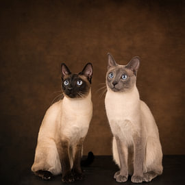 Zwei Kater (Brüder)