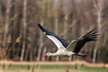 Weißstorch (Ciconia ciconia) - No.3 von Ursula Di Chito