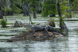 Alligator in Louisiana